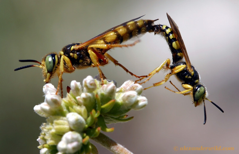 Reproductive Sysytem Potter Wasp